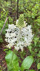 Eastern turkeybeard (Xerophyllum asphodeloides)