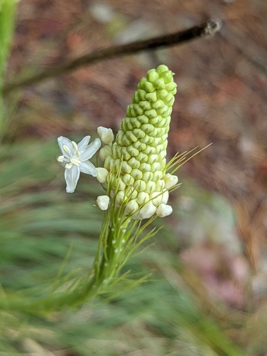 Eastern turkeybeard (Xerophyllum asphodeloides)