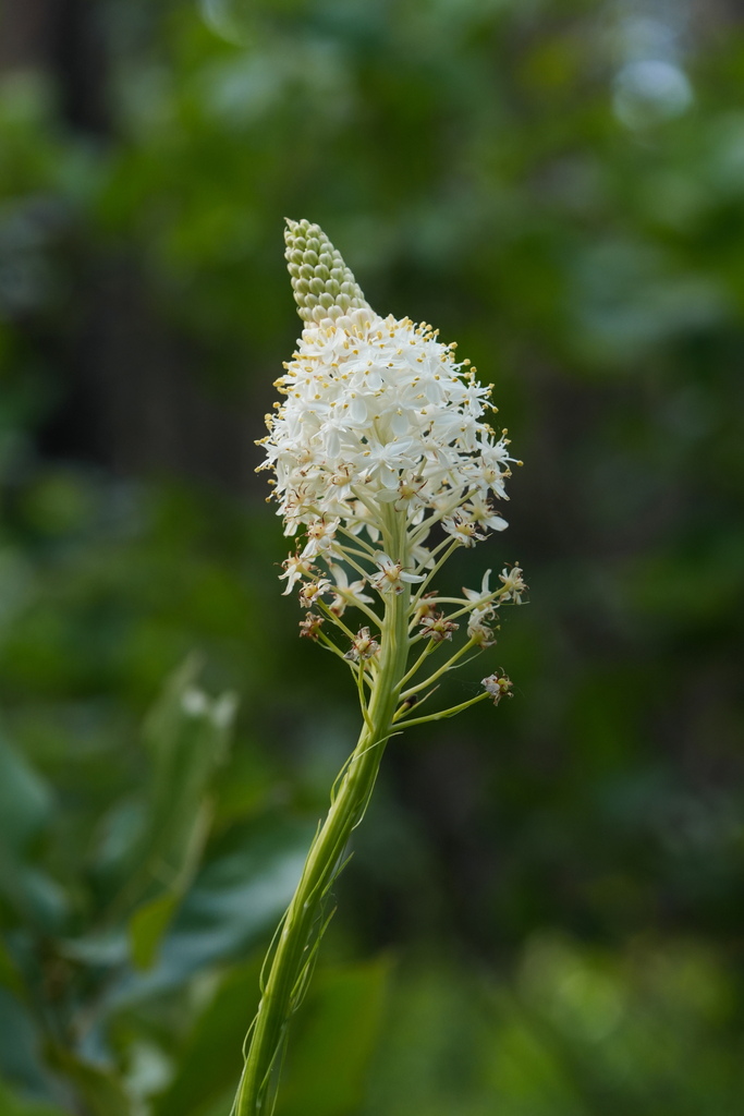 Eastern turkeybeard (Xerophyllum asphodeloides)
