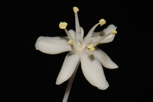 Eastern turkeybeard (Xerophyllum asphodeloides)