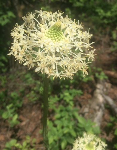 Eastern turkeybeard (Xerophyllum asphodeloides)
