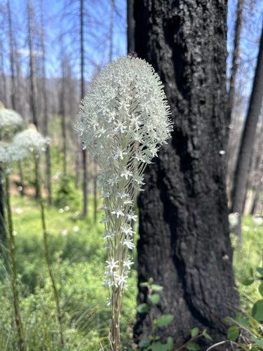 Basket-grass (Xerophyllum tenax)