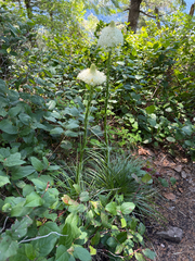 Basket-grass (Xerophyllum tenax)