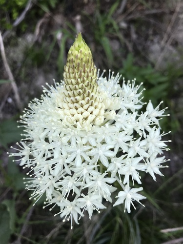 Basket-grass (Xerophyllum tenax)