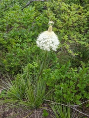 Basket-grass (Xerophyllum tenax)