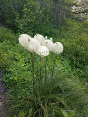 Basket-grass (Xerophyllum tenax)