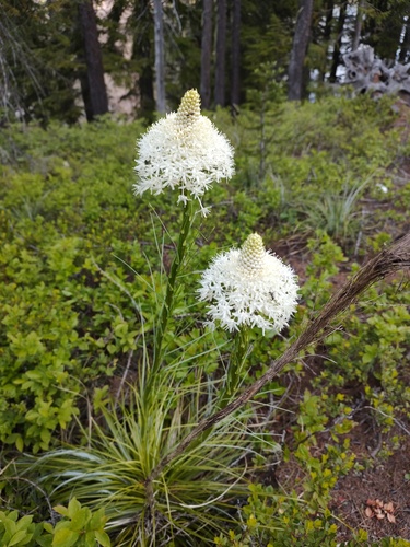 Basket-grass (Xerophyllum tenax)