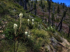 Basket-grass (Xerophyllum tenax)