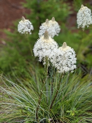 Basket-grass (Xerophyllum tenax)