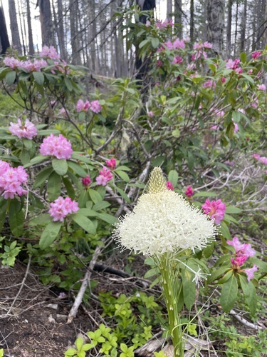 Basket-grass (Xerophyllum tenax)