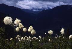 Basket-grass (Xerophyllum tenax)