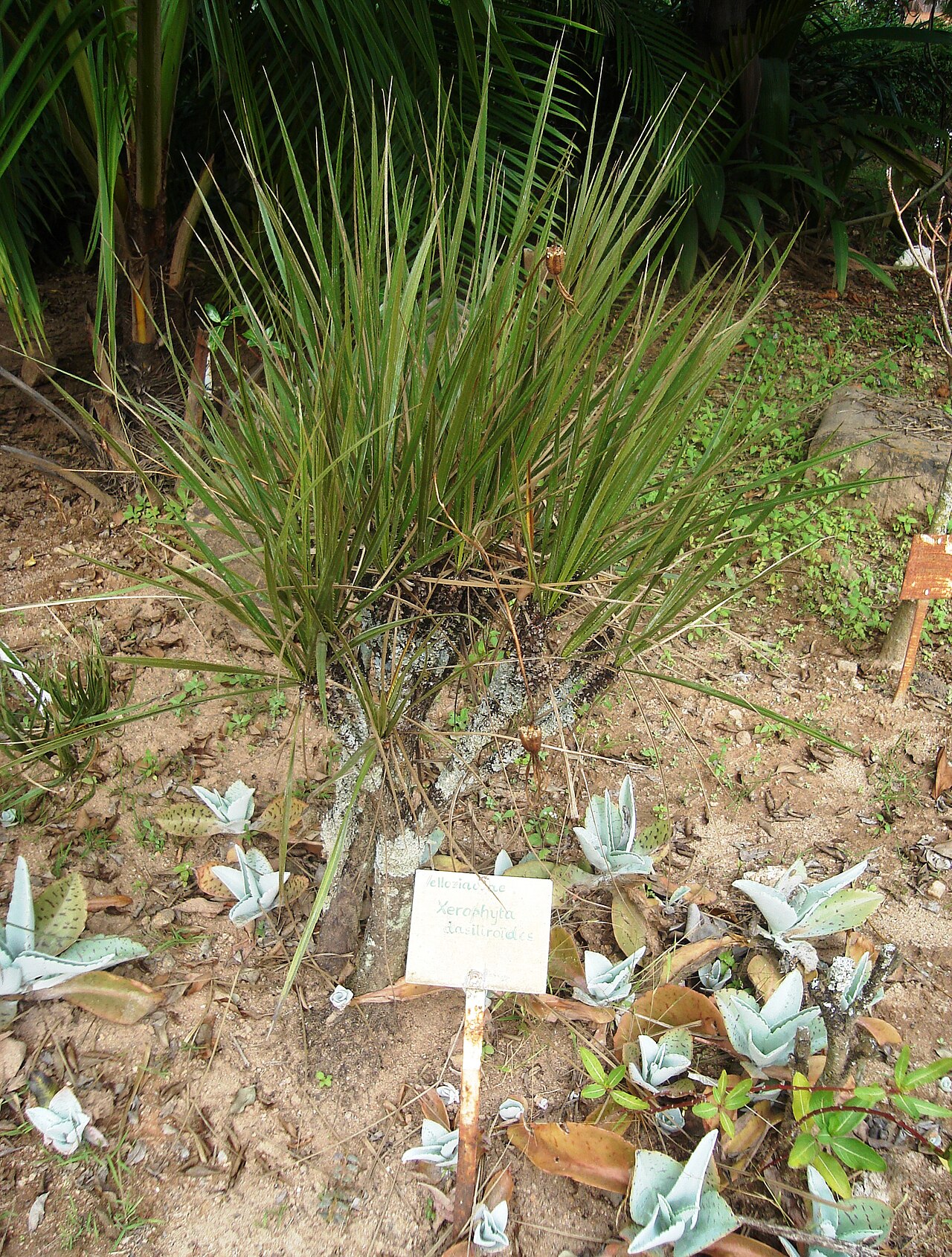 Xerophyta dasylirioides: Xerophyta dasiliroides (Ordnung Schraubenbaumartige) im Zoo von Antananarivo