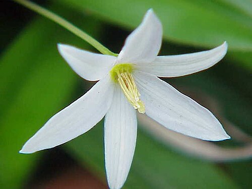 Xerophyta elegans: Species : Talbotia elegans Family : Velloziaceae Image No. 2