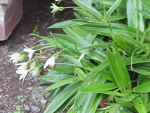 Xerophyta elegans: Species : Talbotia elegans Family : Velloziaceae Image No. 1