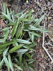 Xerophyta elegans (Xerophyta elegans)