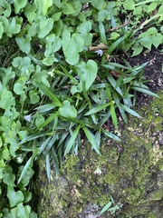 Xerophyta elegans (Xerophyta elegans)