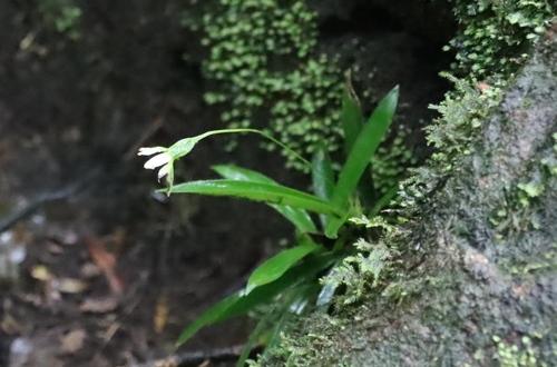 Xerophyta elegans (Xerophyta elegans)