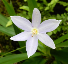 Xerophyta elegans (Xerophyta elegans)