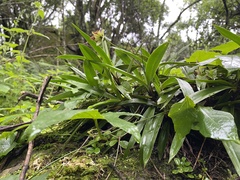 Xerophyta elegans (Xerophyta elegans)