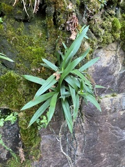 Xerophyta elegans (Xerophyta elegans)