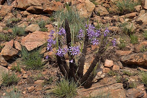 Black-stick lily: Xerophyta retinervis Baker - rocky ridge in Johannesburg