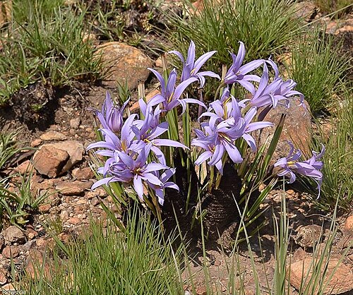 Black-stick lily: Xerophyta retinervis Baker - rocky ridge in Johannesburg