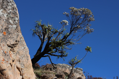Xerophyta splendens (Xerophyta splendens)