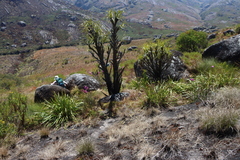 Xerophyta splendens (Xerophyta splendens)
