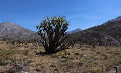 Xerophyta splendens (Xerophyta splendens)