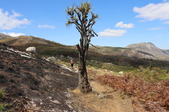 Xerophyta splendens (Xerophyta splendens)
