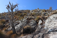 Xerophyta splendens (Xerophyta splendens)