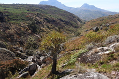 Xerophyta splendens (Xerophyta splendens)