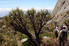 Xerophyta splendens (Xerophyta splendens)