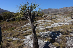 Xerophyta splendens (Xerophyta splendens)