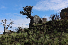 Xerophyta splendens (Xerophyta splendens)