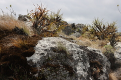 Xerophyta splendens (Xerophyta splendens)
