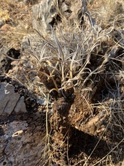 Xerophyta villosa (Xerophyta villosa)
