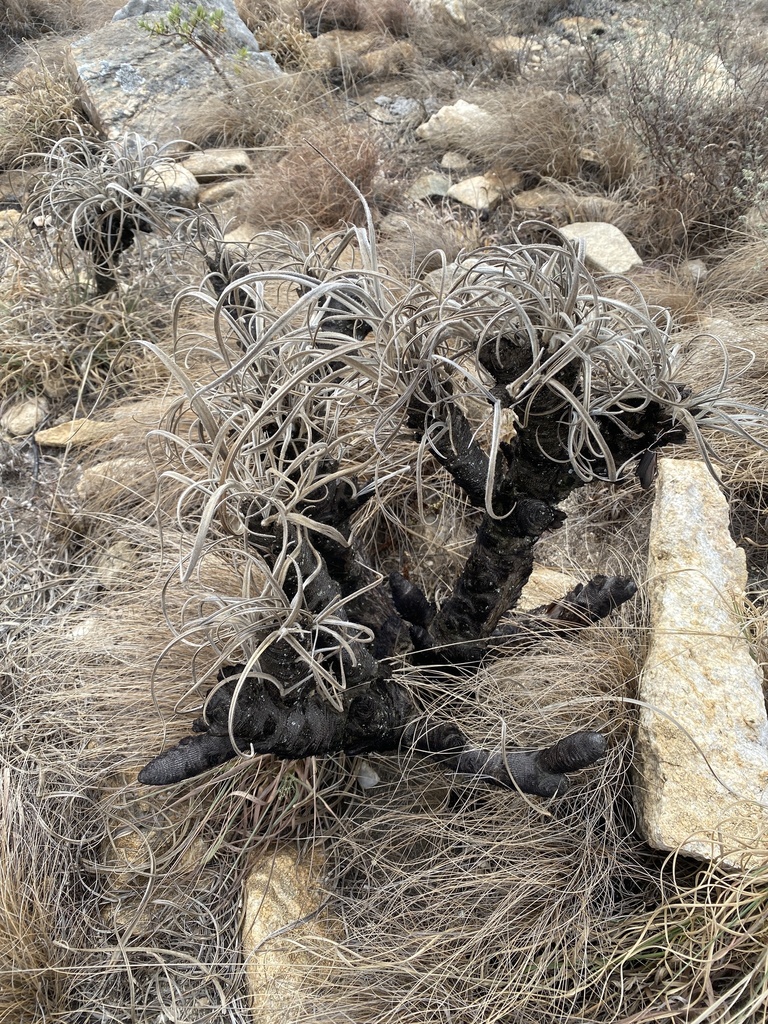 Xerophyta villosa (Xerophyta villosa)
