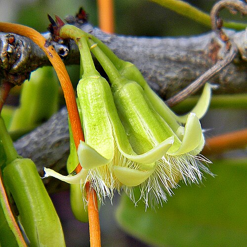 Tallow wood: Ximenia americana (Tallowwood, Hog Plum) flowers just opening at Juno Dunes. Walking along a rain drenched path the most amazing fragrance engulfed me!. It was