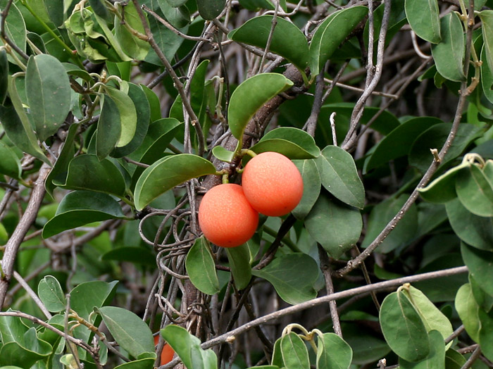 Tallow wood: Ximenia americana at Chilkur near Hyderabad , India .