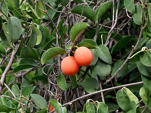 Tallow wood: Ximenia americana at Chilkur near Hyderabad , India .