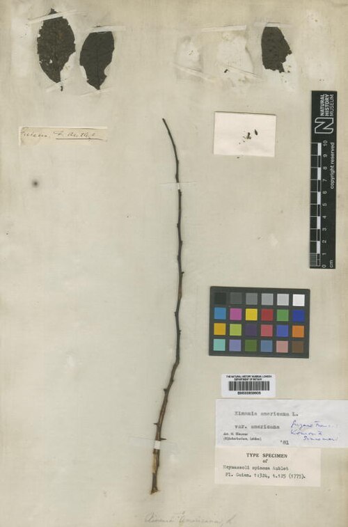 Tallow wood: Heymassoli spinosa Aubl. (= Ximenia americana var. americana L. ) - herbier collecté par Aublet en Guyane, conservé au British Museum BM000839905