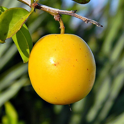 Tallow wood: Ripe hog plums (Ximenia americana) dot the scrub like glowing yellow Sun ornaments. They are edible and used to make juice, jams, jellies and intoxicating drink