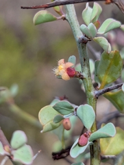 Ximenia glauca (Ximenia glauca)
