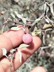 Ximenia glauca (Ximenia glauca)