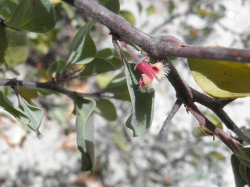 Ximenia glauca (Ximenia glauca)