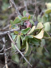 Ximenia glauca (Ximenia glauca)