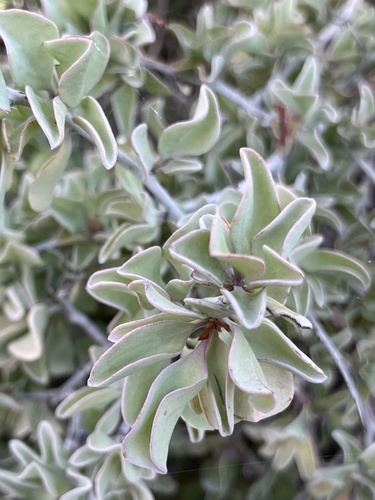 Ximenia glauca (Ximenia glauca)