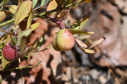 Ximenia parviflora (Ximenia parviflora)