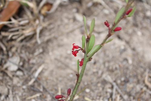 Ximenia parviflora (Ximenia parviflora)